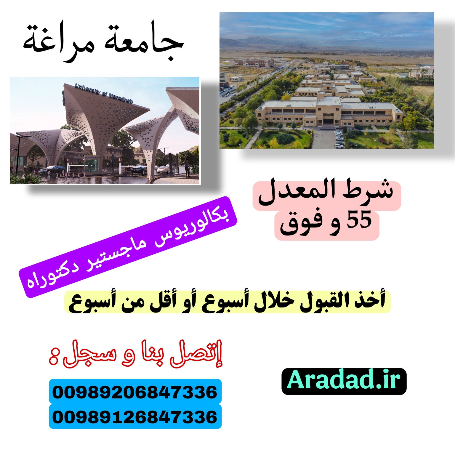 جامعة مراغة